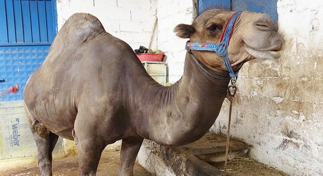 Kurbanlık deve fiyatı 12 bin liradan başlıyor