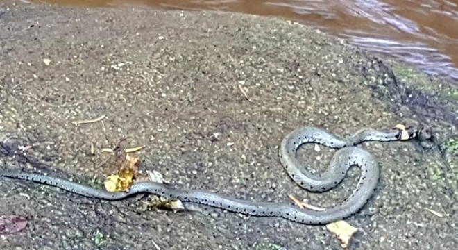 Küre Dağları Milli Parkı’nda, küpeli su yılanı görüldü