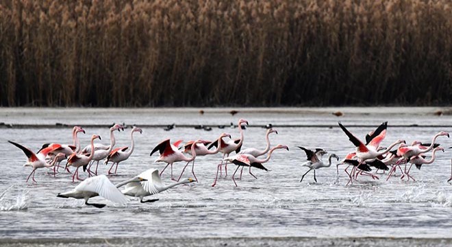Küresel iklim değişimi flamingoları etkiledi