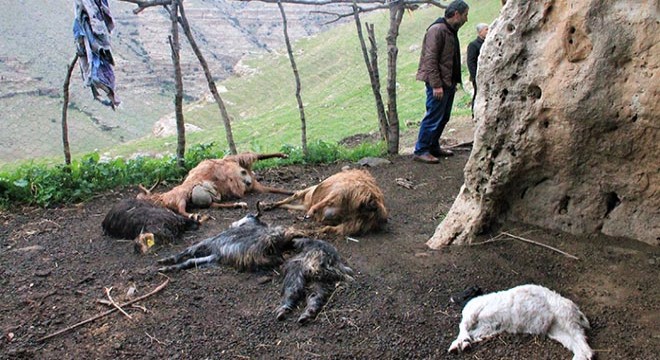 Kurtlar, sürüye saldırdı; 25 keçi öldü, 15 i yaralı
