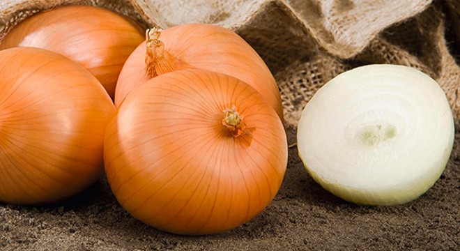 Kuru soğan tarlada kilosu 1,5 liradan satılıyor