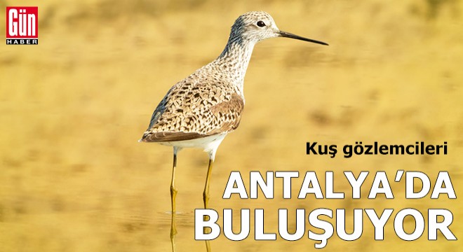 Kuş gözlemcileri Antalya da buluşuyor