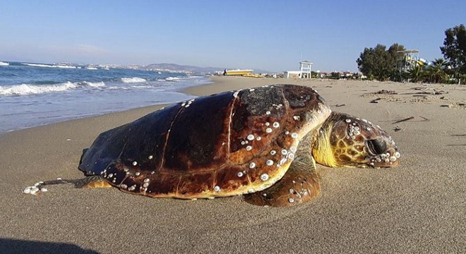 Kuşadası nda 2 deniz kaplumbağası ölü bulundu