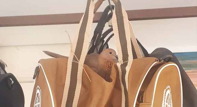 Kuşlar, iş yerinin önündeki çantaya yuva yaptı