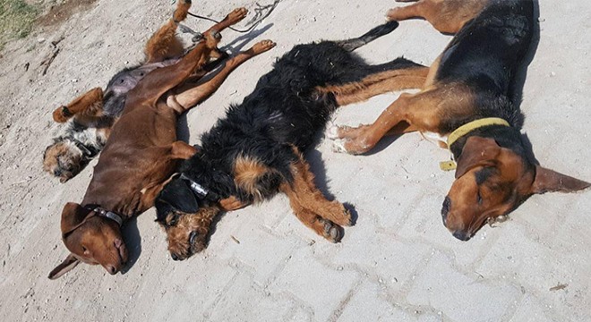 Kütahya da zehirlenen 10 köpek öldü