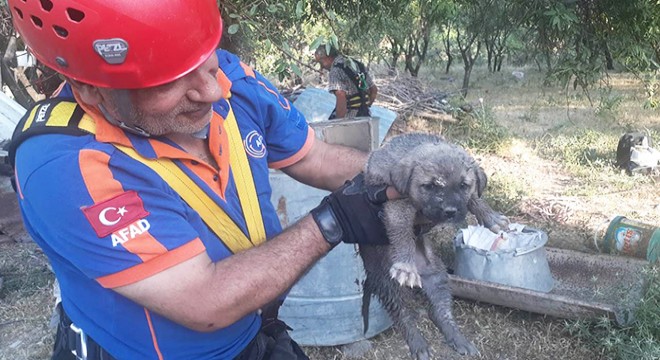 Kuyuya düşen yavru köpeği AFAD ekipleri kurtardı