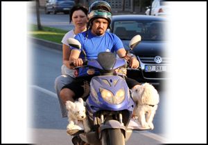 Motosiklette köpekle yolculuk