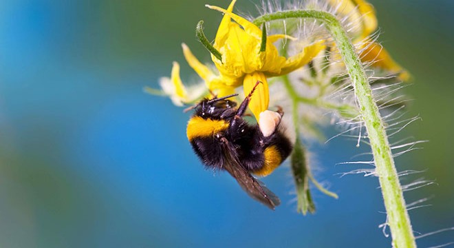 Laboratuvarda seralar için  bombus arısı  üretildi