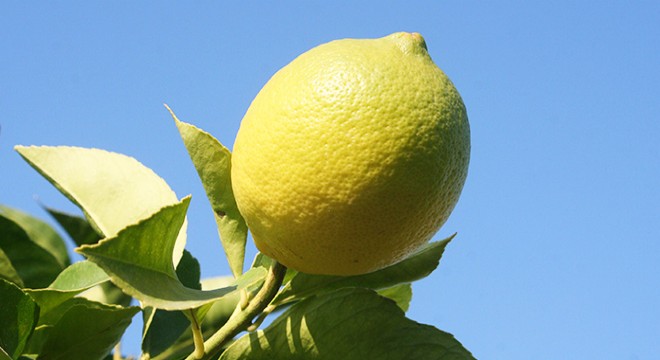 Lamas limonu, üreticinin yüzünü güldürdü