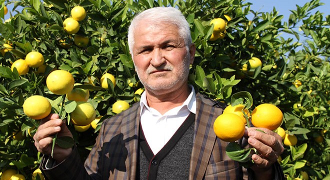 Limon üreticileri ihracatçıyı bekliyor