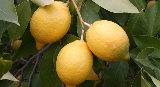 Limon üreticileri, ihracatın başlamasını istiyor