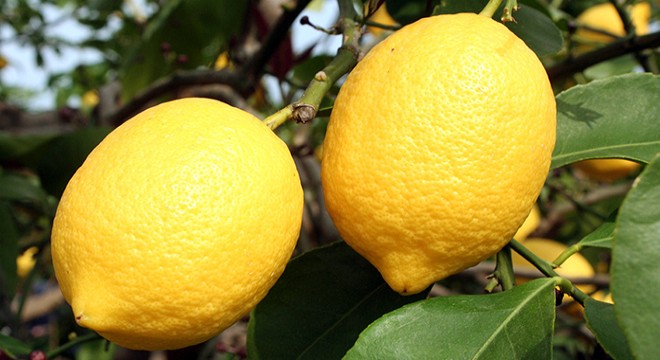 Limona talep arttı; dalında kilosu 5 liraya çıktı