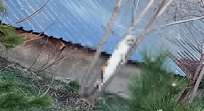 Lise bahçesindeki ağaca iple asılmış kedi bulundu