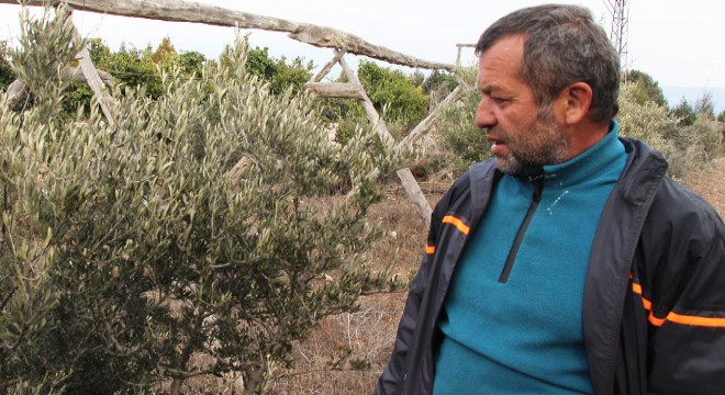 Lisinia daki zeytin üretimi Burdur Gölü nü kurtaracak