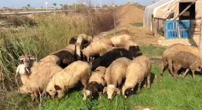 Lüks otomobille 15 koyun ve keçi çaldı
