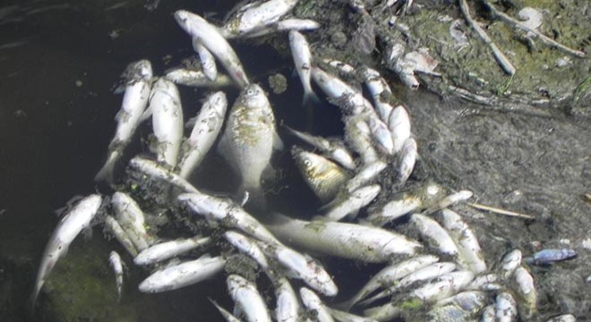 Lüleburgaz Deresi nde balık ölümleri