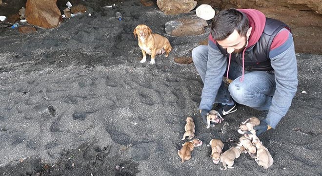 Mağarada mahsur kalan köpek ve 9 yavru kurtarıldı