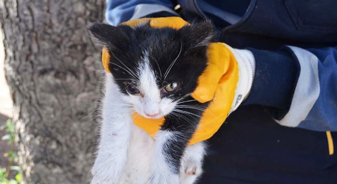 Mahsur kalan kediyi belediye ekibi kurtardı