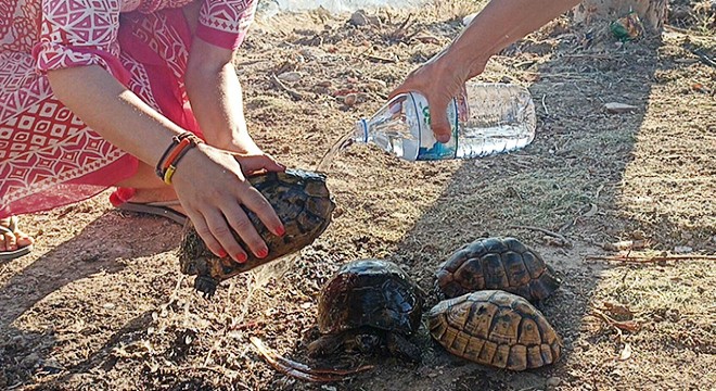 Maki yangınında kurtarılan kaplumbağalar tedaviye alındı