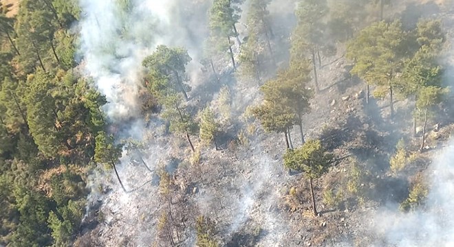 Manavgat ta orman yangını