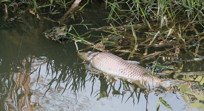 Manavgat taki kanalda balık ölümleri