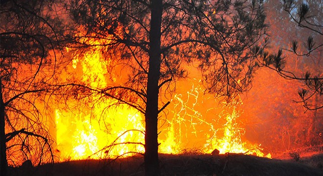 Manisa da, 5 gün arayla 444 hektar alan yandı
