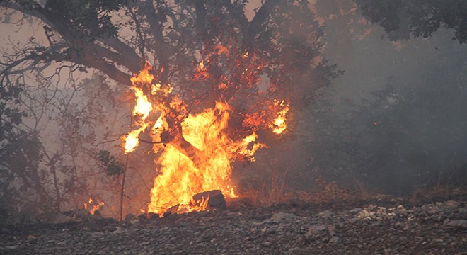 Manisa daki orman yangınında  sabotaj  şüphesi