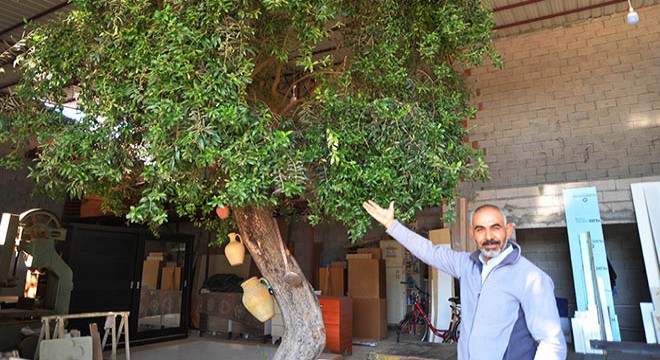 Marangoz atölyesindeki 100 yıllık zeytin ağacı şaşırtıyor