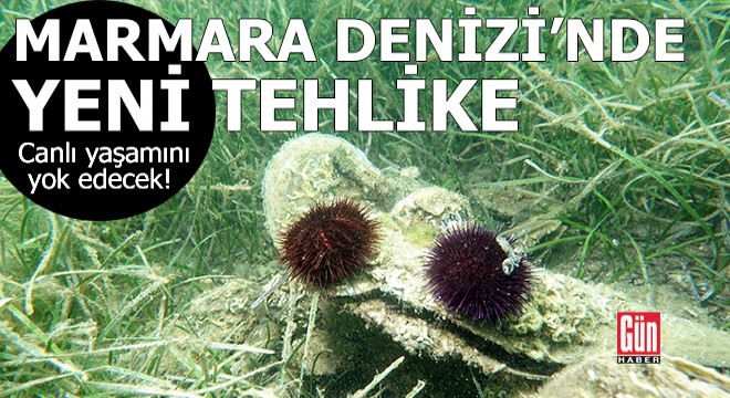 Marmara Denizi nde yeni tehlike; canlı yaşamını yok edecek!