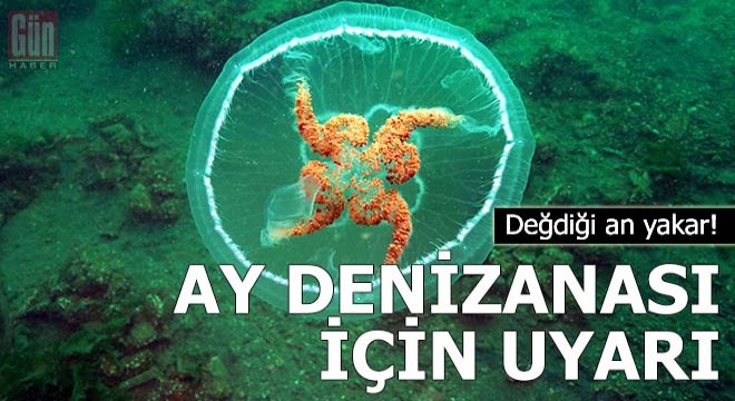 Marmara da görülen ay denizanası için uyarı