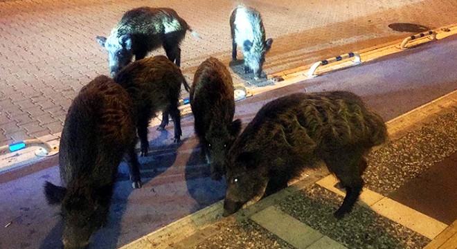 Marmaris merkezine inen yaban domuzlarını beslediler