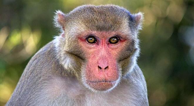 Maymunlar arasında virüsün yayılması engellendi