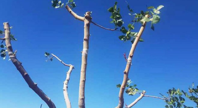 Menengiç ağaçları aşılanarak, ekonomiye kazandırılıyor