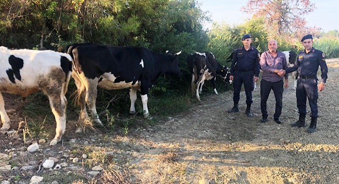 Merada kaybolan inekleri jandarma buldu