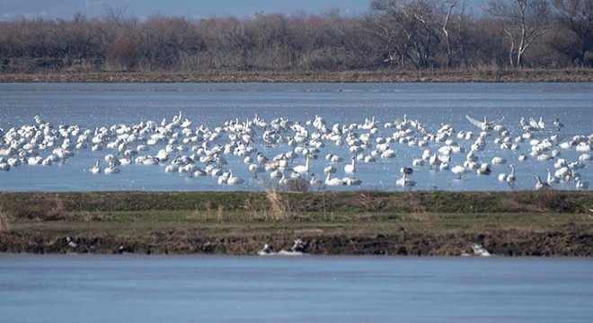 Meriç Deltası nda 40 bin su kuşu yaşıyor