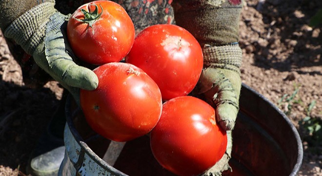 Meşhur Çanakkale domatesinin hasadı sürüyor