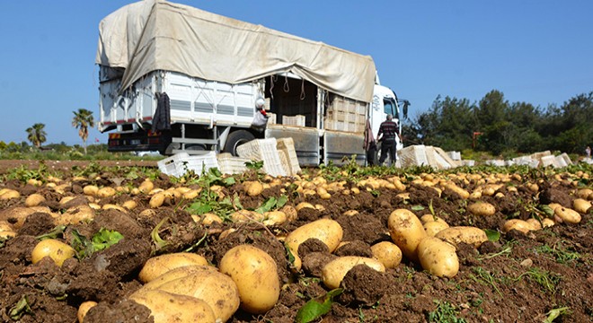 Mevsimin ilk patates hasadı Datça da yapıldı