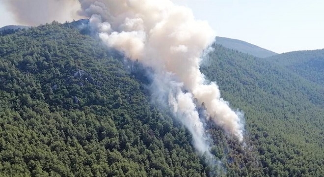Milas ta orman yangını