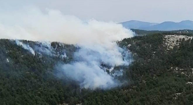 Milas ta orman yangını çıktı