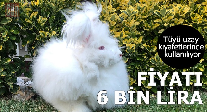 Milli ırk Angora tavşanının fiyatı 6 bin lira