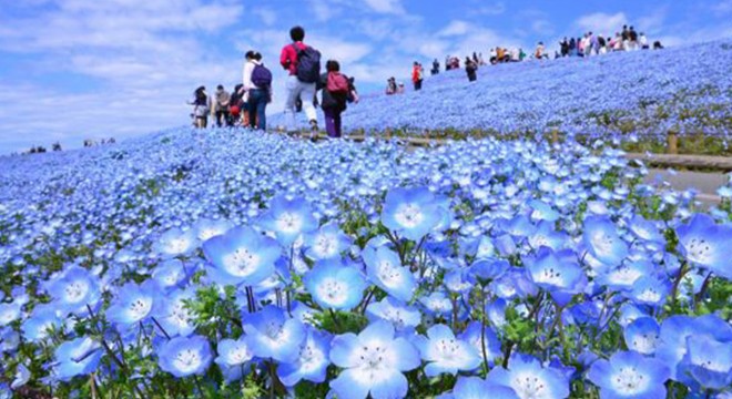 Milyonlarca mavi özlem çiçeğinin açması bekleniyor