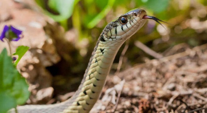 Mobilyacının bahçesine giren yılanı itfaiyeciler yakaladı