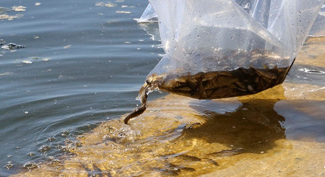 Mogan Gölü ne 35 bin sazan yavrusu bırakıldı