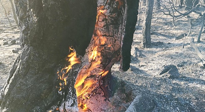 Muğla daki orman yangınları kısmen kontrol altında