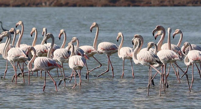 Muğla nın erkenci flamingoları