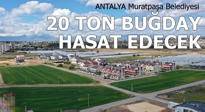 Muratpaşa, 20 ton buğday hasat edecek
