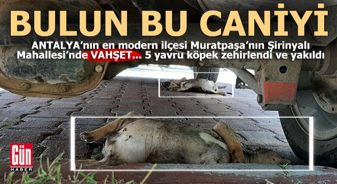 Muratpaşa Şirinyalı Mahallesi nde 5 yavru köpeği katlettiler