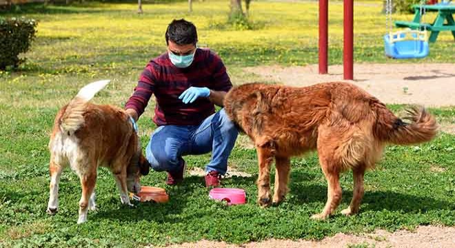 Muratpaşa dan yerel hayvan koruma görevlisi eğitimi