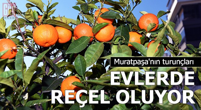 Muratpaşa nın turunçları evlerde reçel oluyor