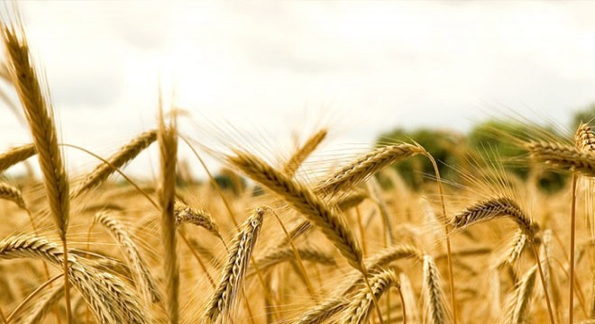 Muş Ovası’nda buğday hasadı başladı
